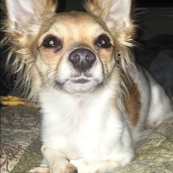 Meet your Posher, Diana - Picture 2 of 9